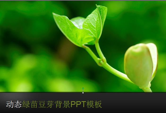 动态绿苗豆芽背景PPT模板,PPT模板,素材免费下载