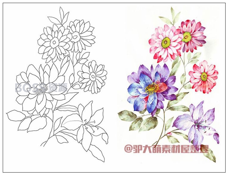 手绘花卉彩稿线稿素材 彩稿和线稿对照插画-AT互联