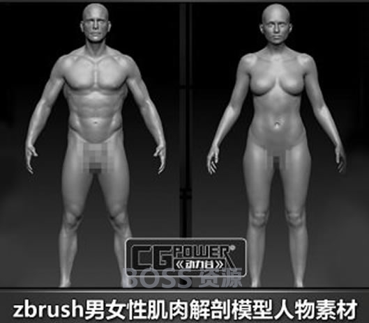 高精度角色模型 cg模型人物素材 标准男女性 肌肉解剖zbrush-AT互联